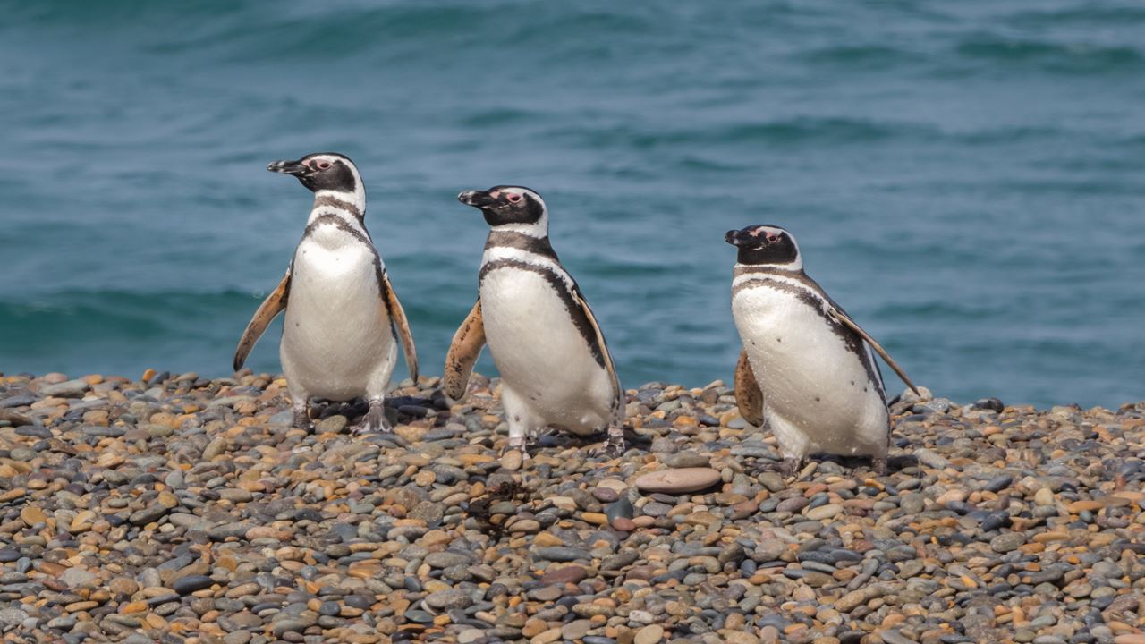 Offer: Punta Tombo And Airport Transfers foto 2