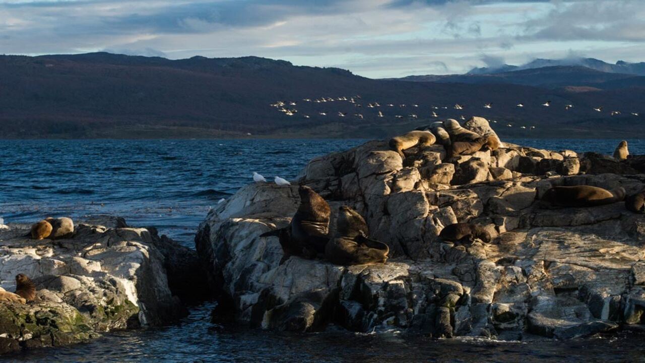 Offer: Airport Transfers, National Park And Sailing To Island Of Wolves And Birds foto 12