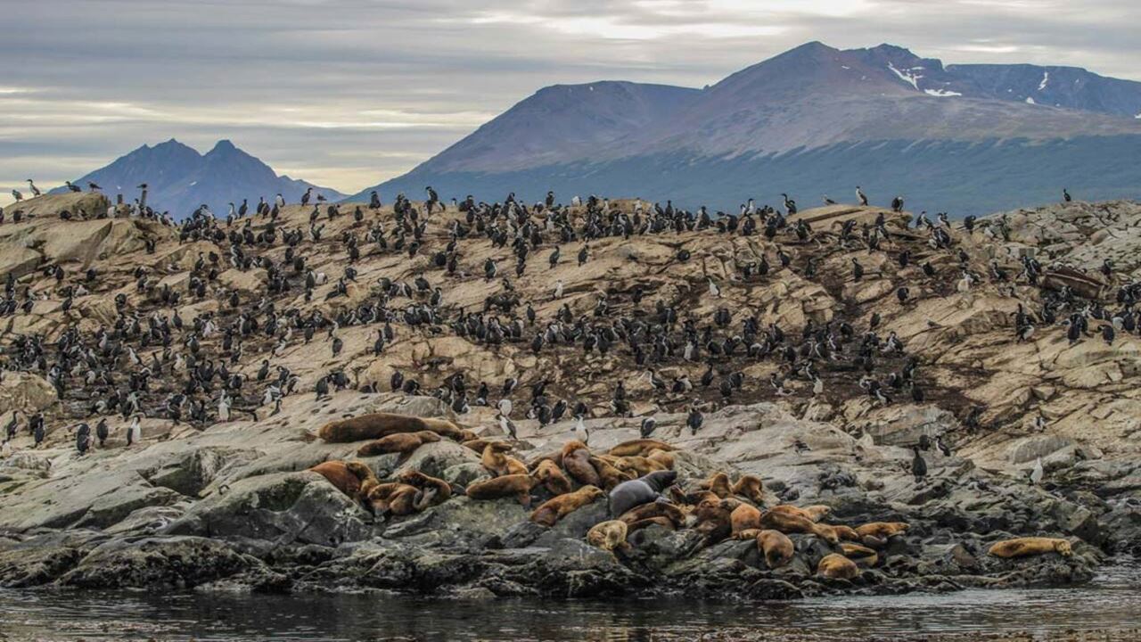 Offer: Airport Transfers, National Park And Sailing To Island Of Wolves And Birds foto 5