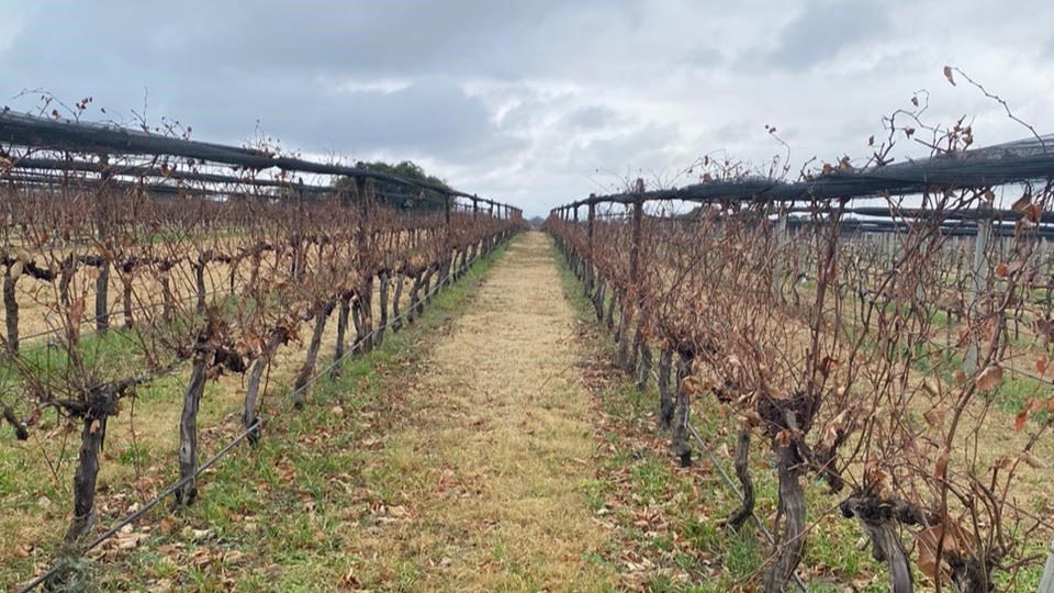 Wine Tasting foto 4