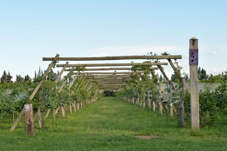 Wine Tasting foto 8