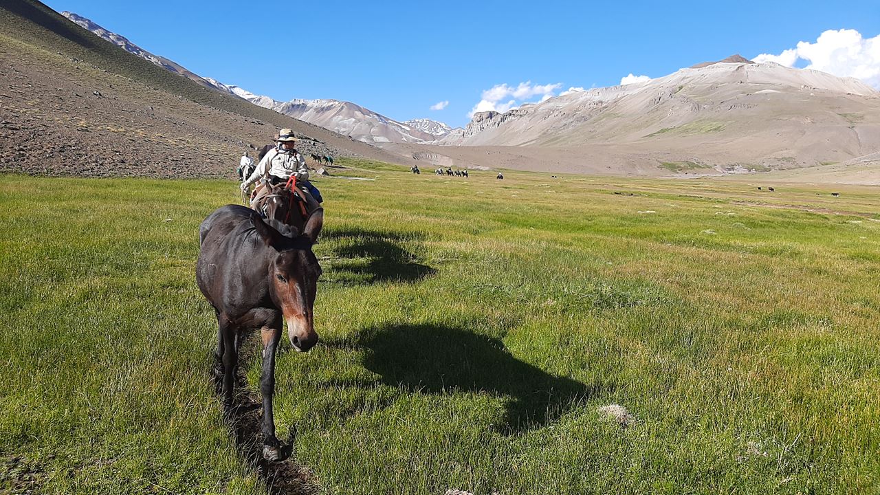 Horse Crossing The Andes foto 1