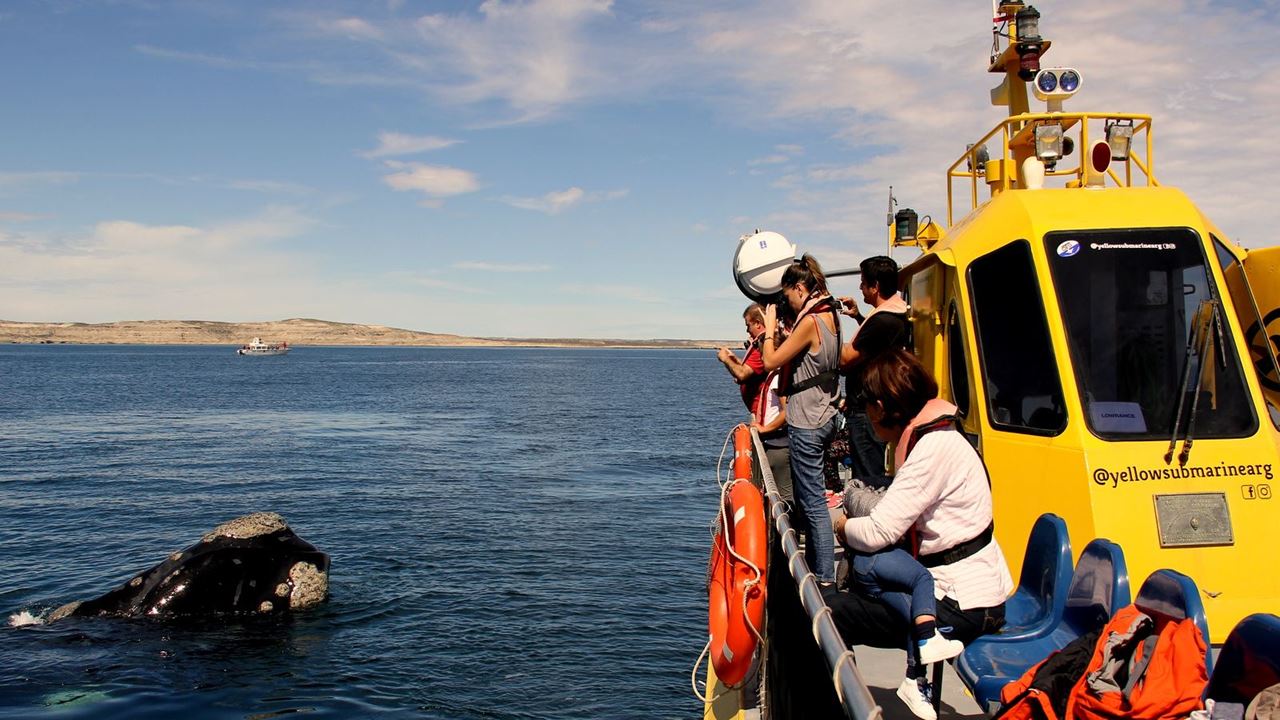 Underwater Whale Watching foto 2
