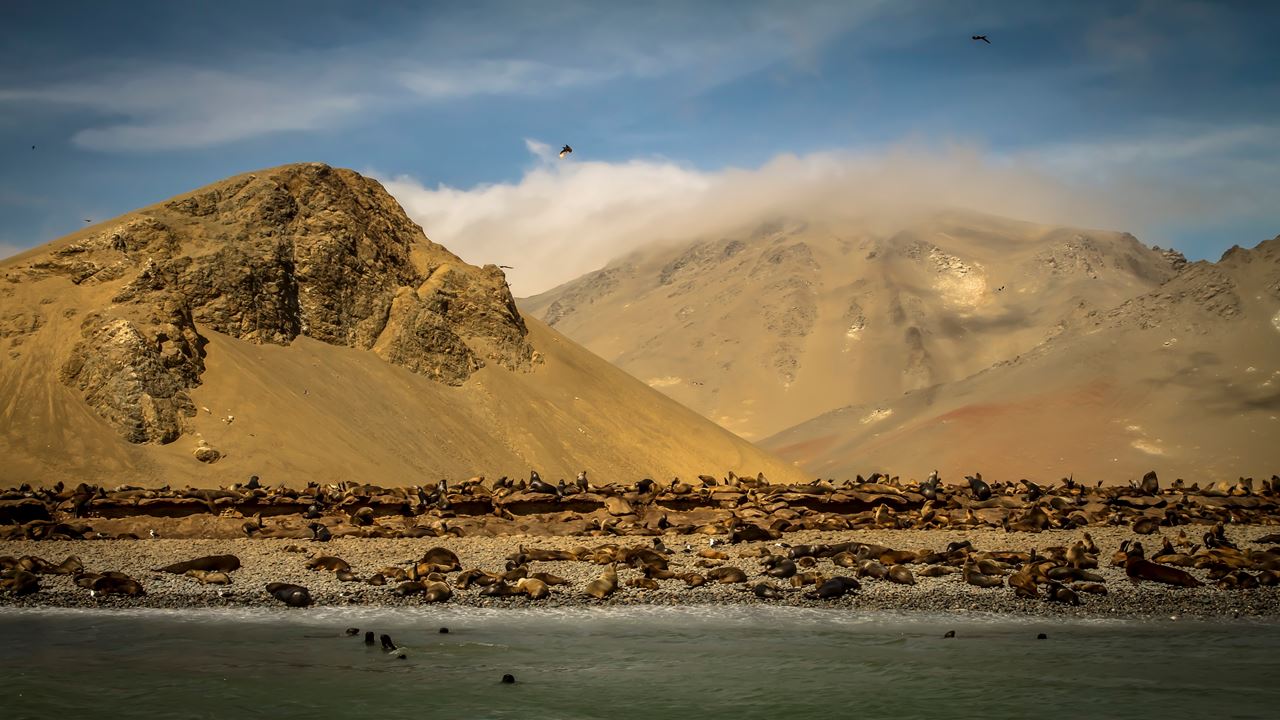 Nazca Lines And Ballestas Islands foto 10