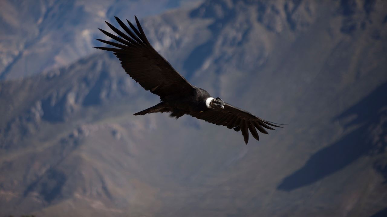 Excursão Clássica Pelo Canyon Colca foto 6