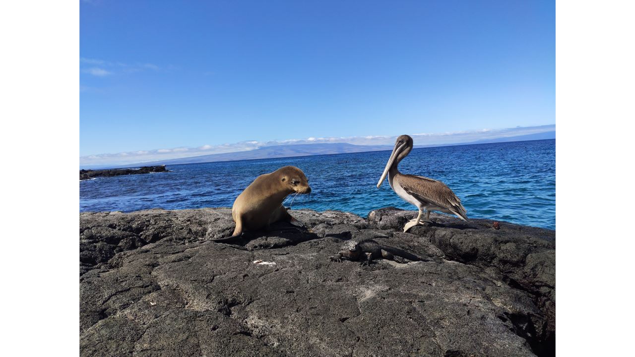 Galápagos Inesquecíveis: Expedição Premium Em Cruzeiro - 5 Dias foto 5