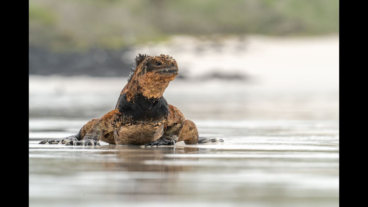 Grande Expédition Aux Galapagos : 8 Jours De Faune Et De Nature foto 7