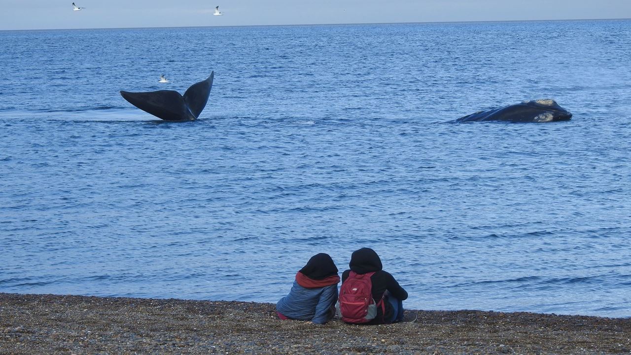 Coastal Whale Watching - El Doradillo Tour foto 3