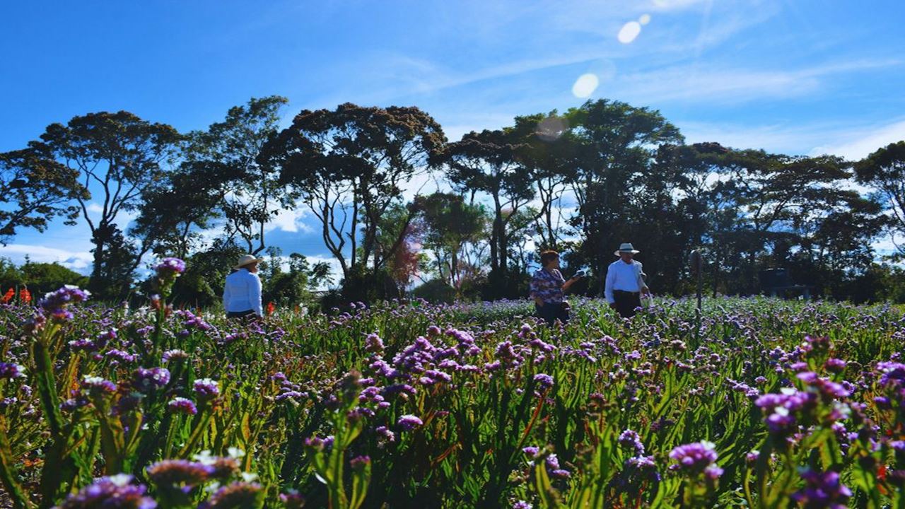 Flower Growers Tour In Santa Elena - Flower Fair 2026 foto 4