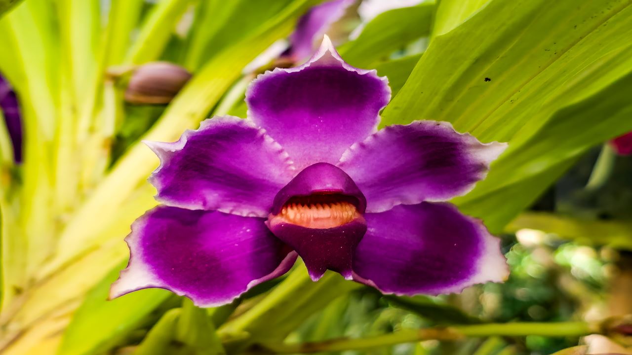 Flower Fair: Orchid And Nature Tour foto 4