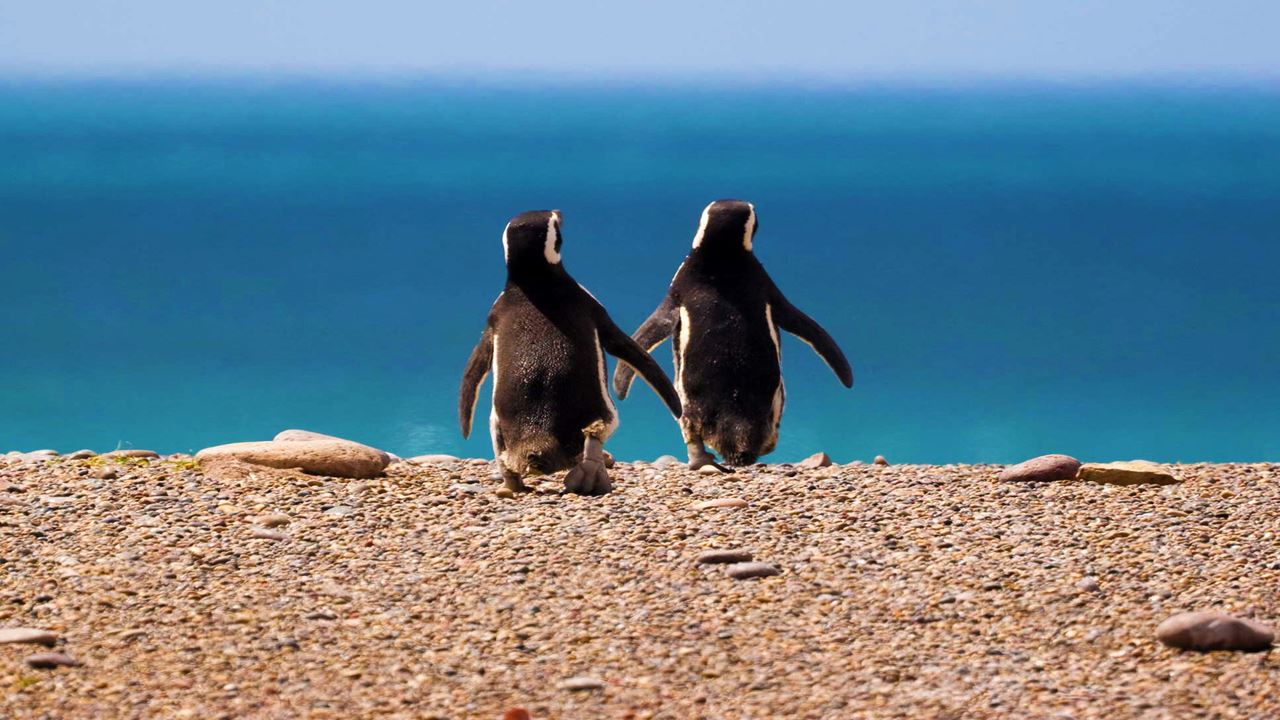 Puerto Madryn Classic Package foto 5