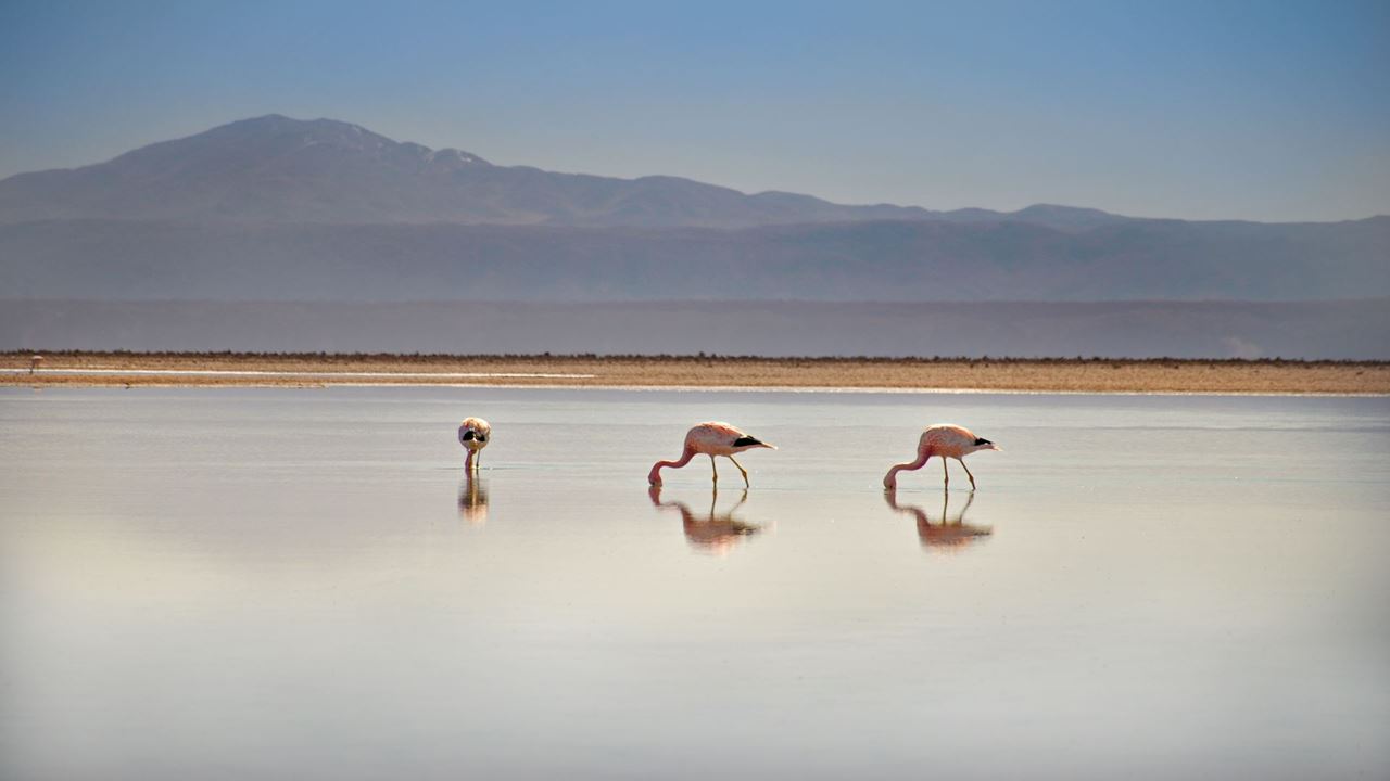 The Best Of Santiago, La Serena And San Pedro De Atacama foto 10