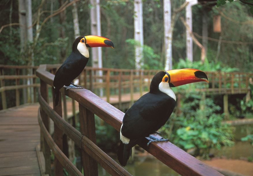 Foz Do Iguaçu Classic foto 5