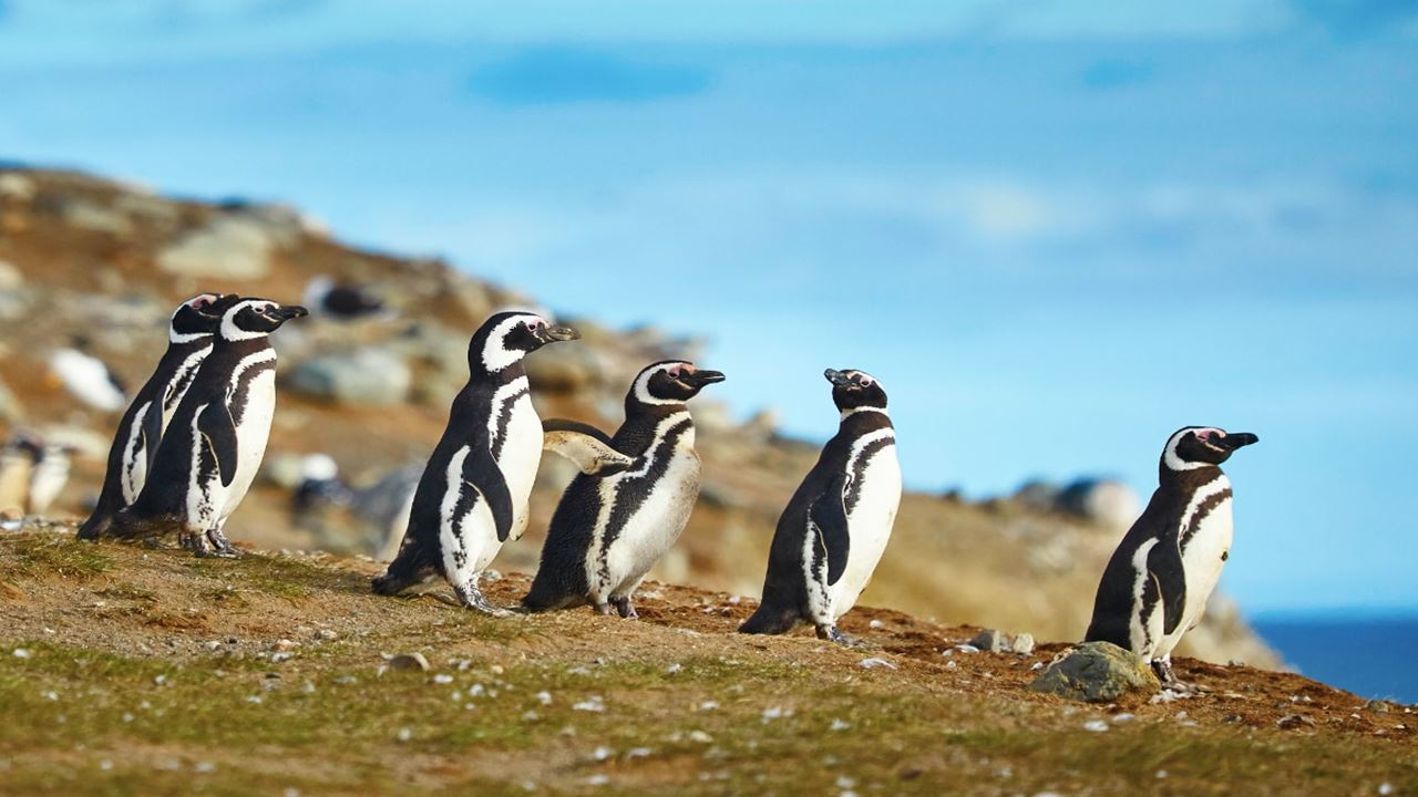 Austral Patagonia Package foto 5