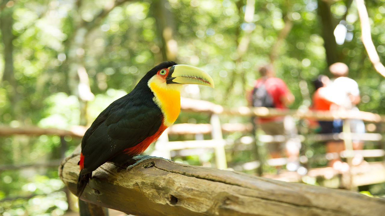 Rio De Janeiro And Foz Do Iguaçu Classic foto 6