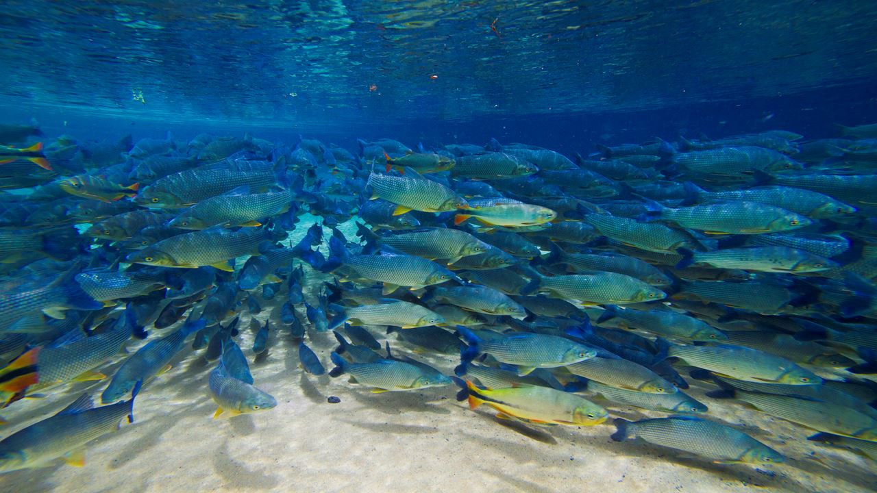 Brasil Naturaleza foto 2