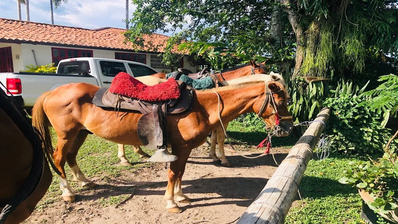Reiten Durch Die Kaffeelandschaft foto 7