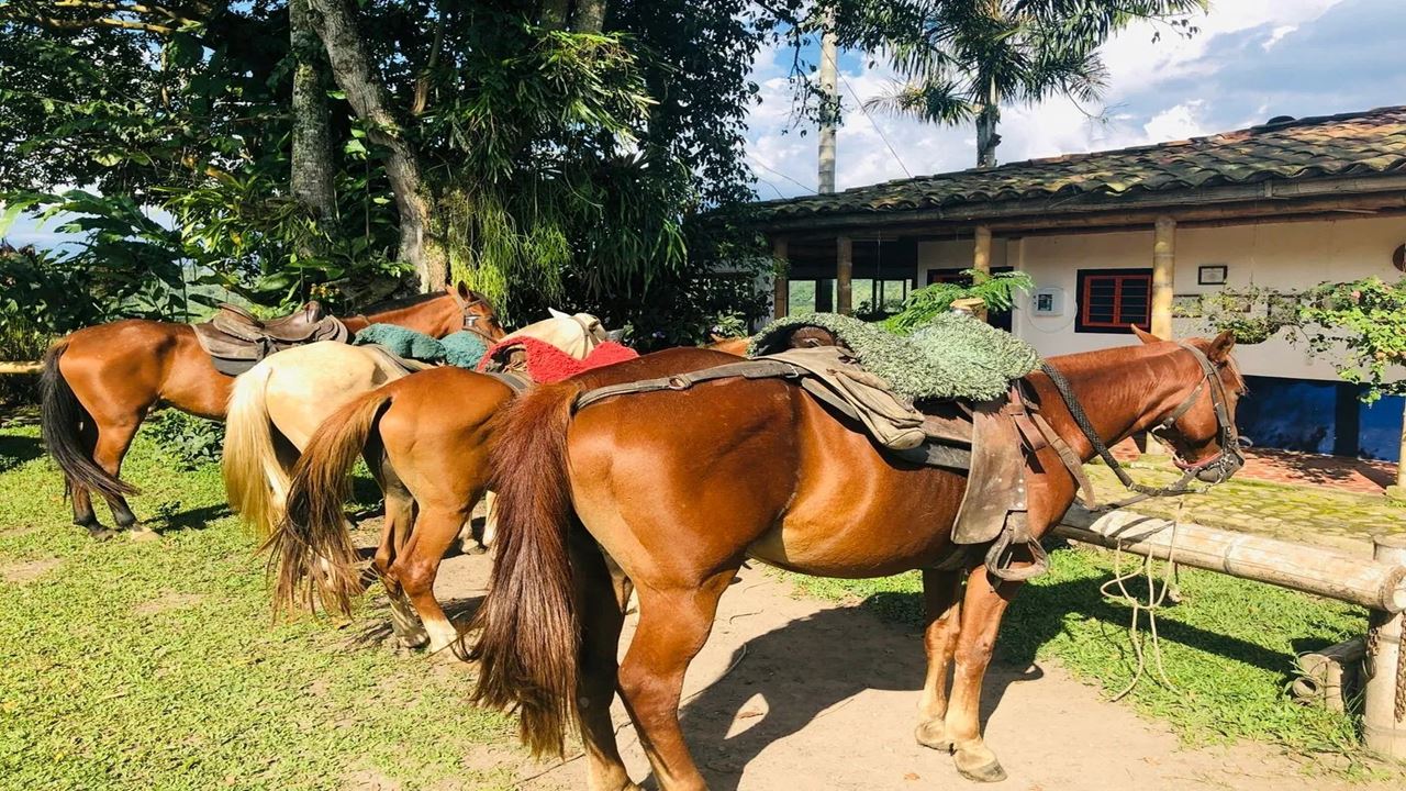 Reiten Durch Die Kaffeelandschaft foto 3