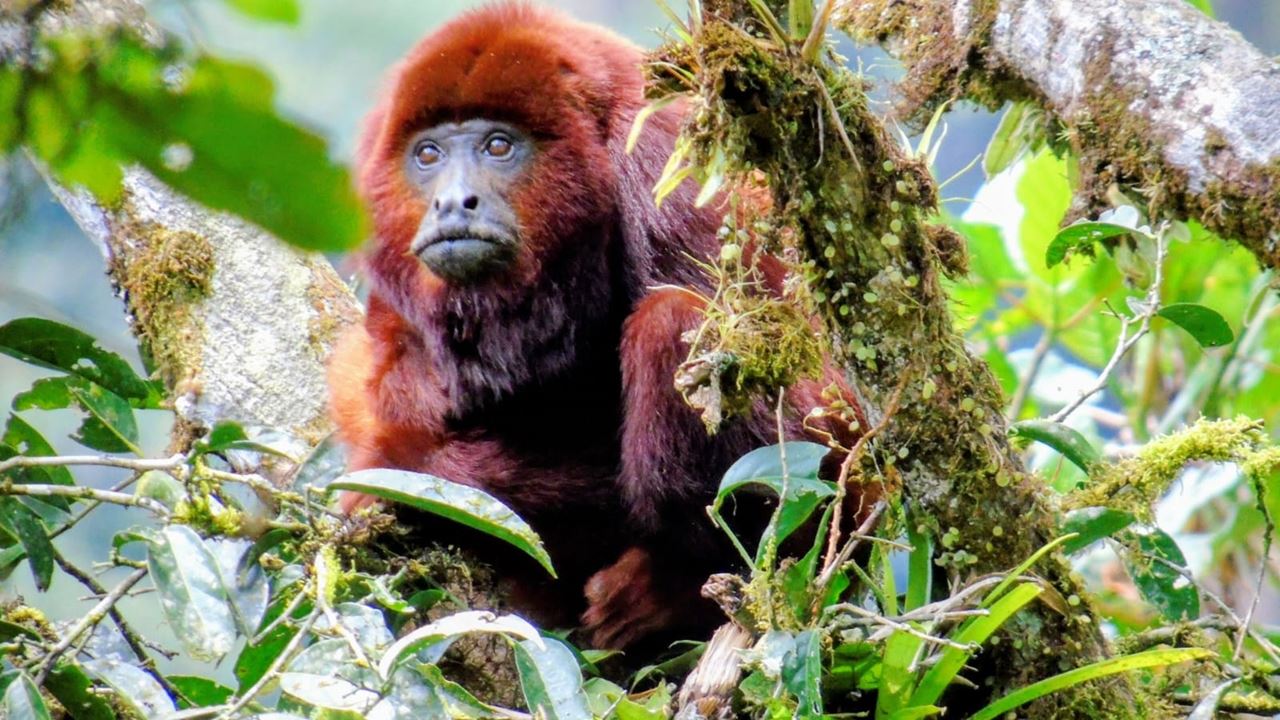 Wandern Im Naturschutzgebiet Barbas Bremen foto 1