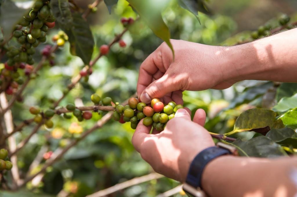Pflanze Einen Kaffeebaum Auf Einer Kaffeefarm foto 6