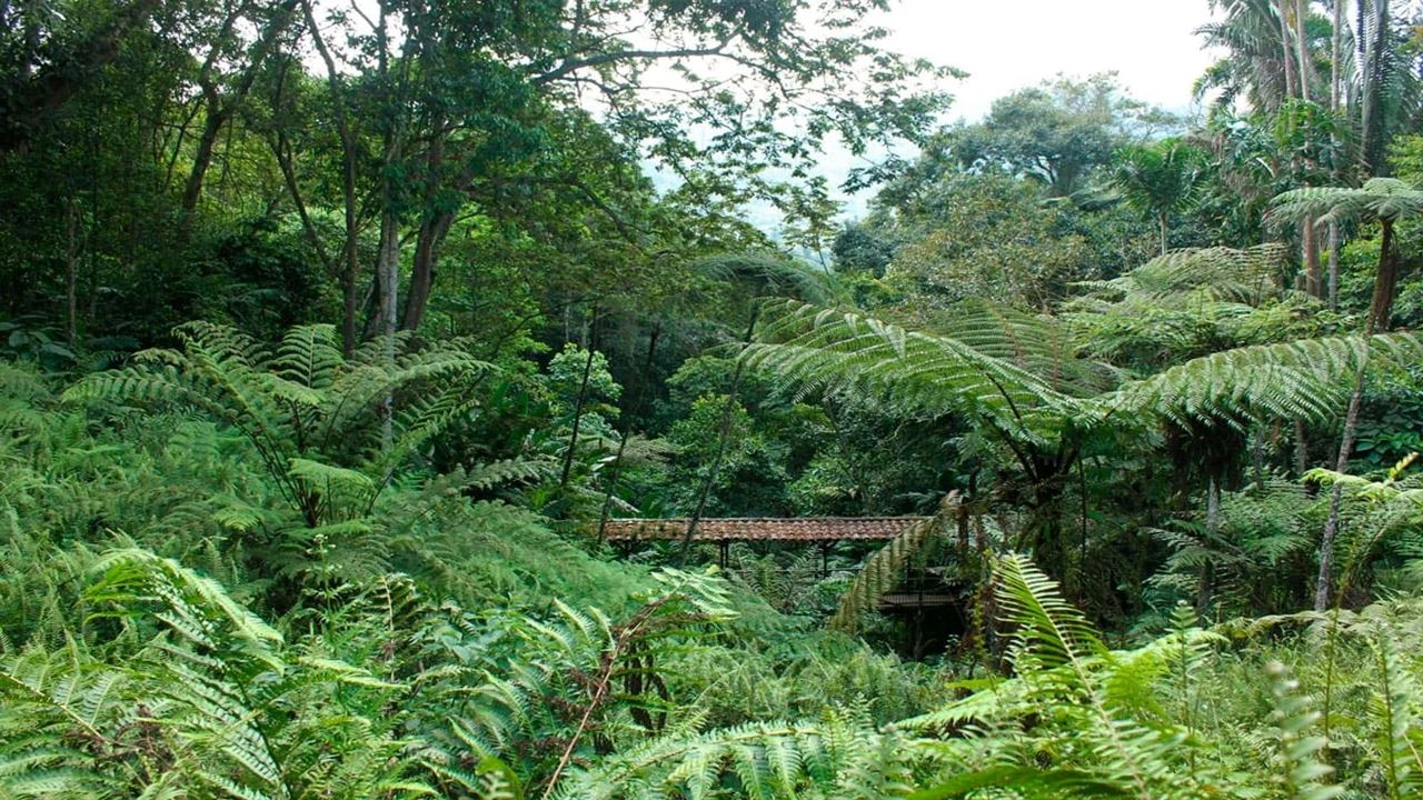 Tour Durch Den Botanischen Garten Und Den Schmetterlingsgarten Von Quindío foto 10