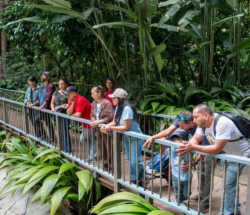 Tour Durch Den Botanischen Garten Und Den Schmetterlingsgarten Von Quindío foto 3