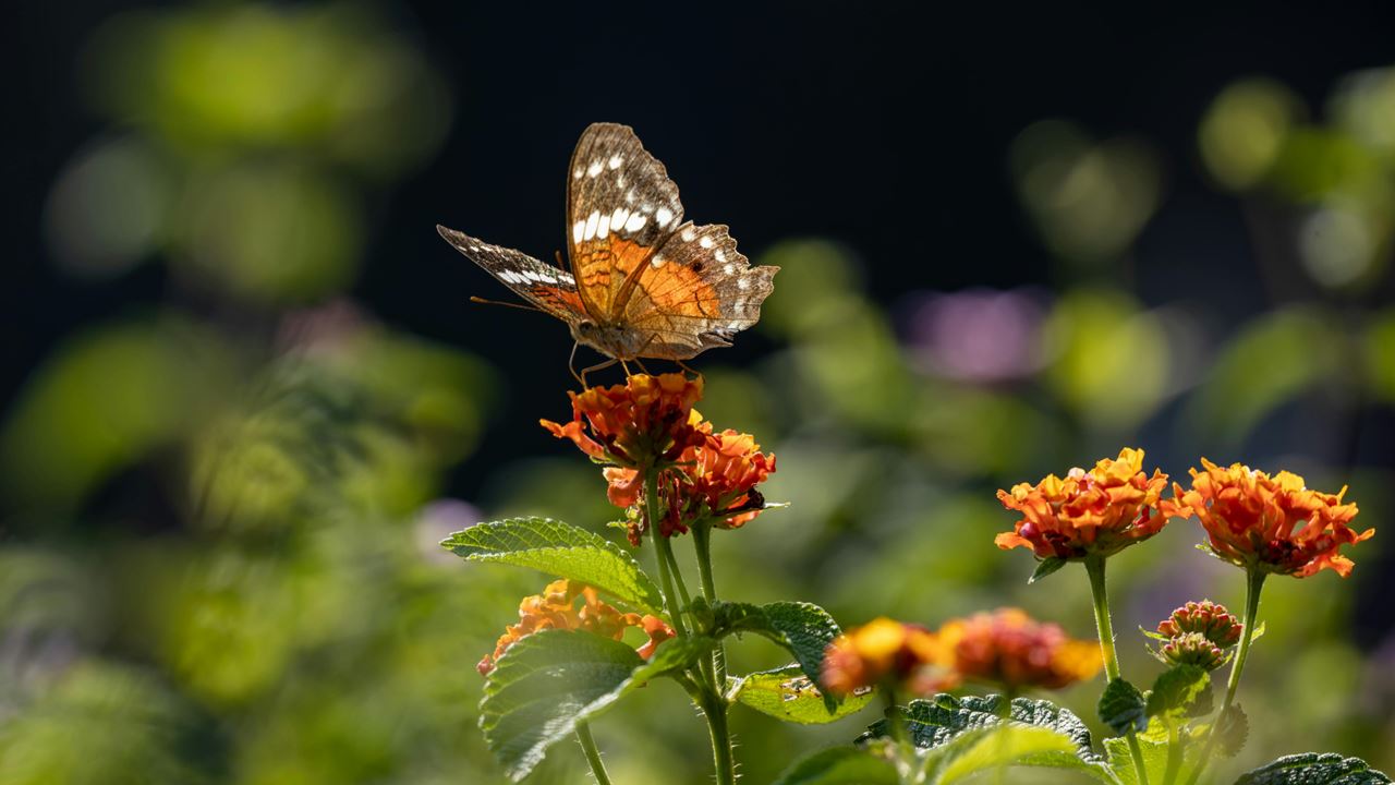Tour Durch Den Botanischen Garten Und Den Schmetterlingsgarten Von Quindío foto 2