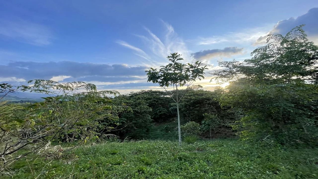 Tour Durch Den Botanischen Garten Und Den Schmetterlingsgarten Von Quindío foto 4