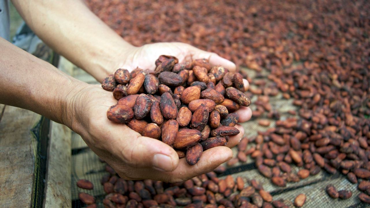 Expérience De Chocolat Artisanal À Quindío foto 8