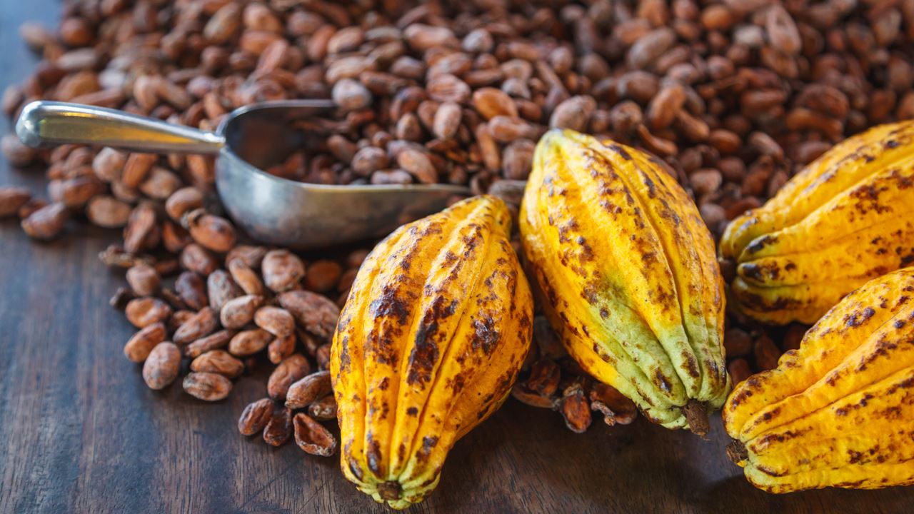 Expérience De Chocolat Artisanal À Quindío foto 3