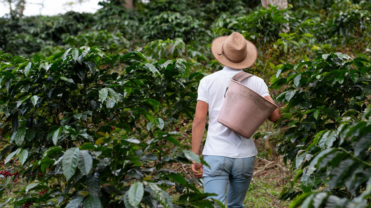 Kaffeetour In Santa Rosa De Cabal
 foto 5