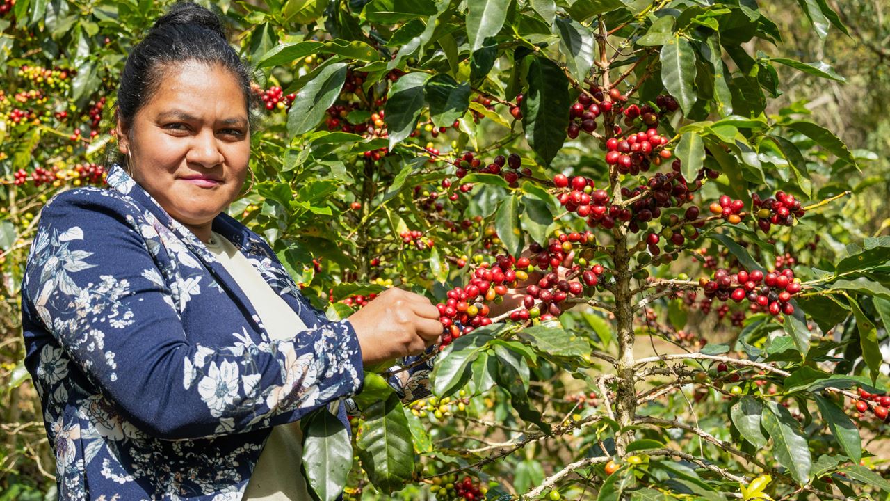 Kaffeetour In Santa Rosa De Cabal
 foto 4