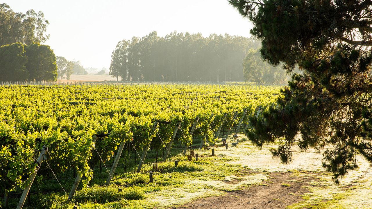 Besuch Und Verkostung Im Weingut Trapiche foto 4