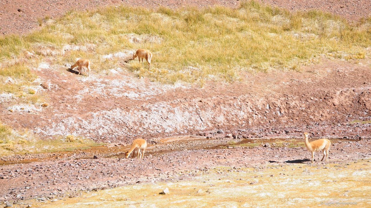 4x4 Ausflug Nach Laguna Brava foto 13