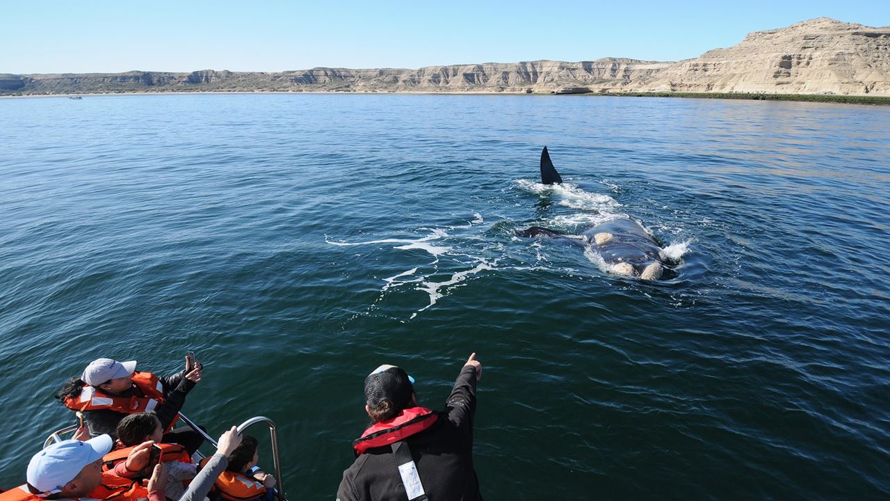 Tour D`observation Des Baleines foto 5