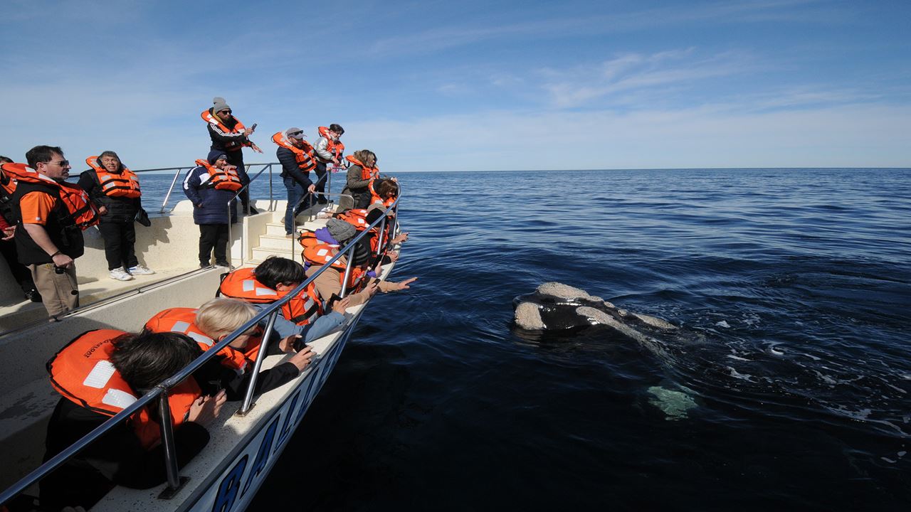 Tour D`observation Des Baleines foto 3