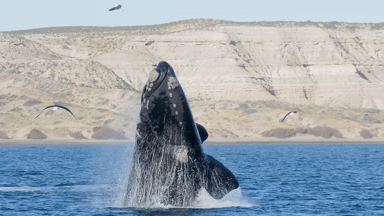 Tour D`observation Des Baleines foto 4
