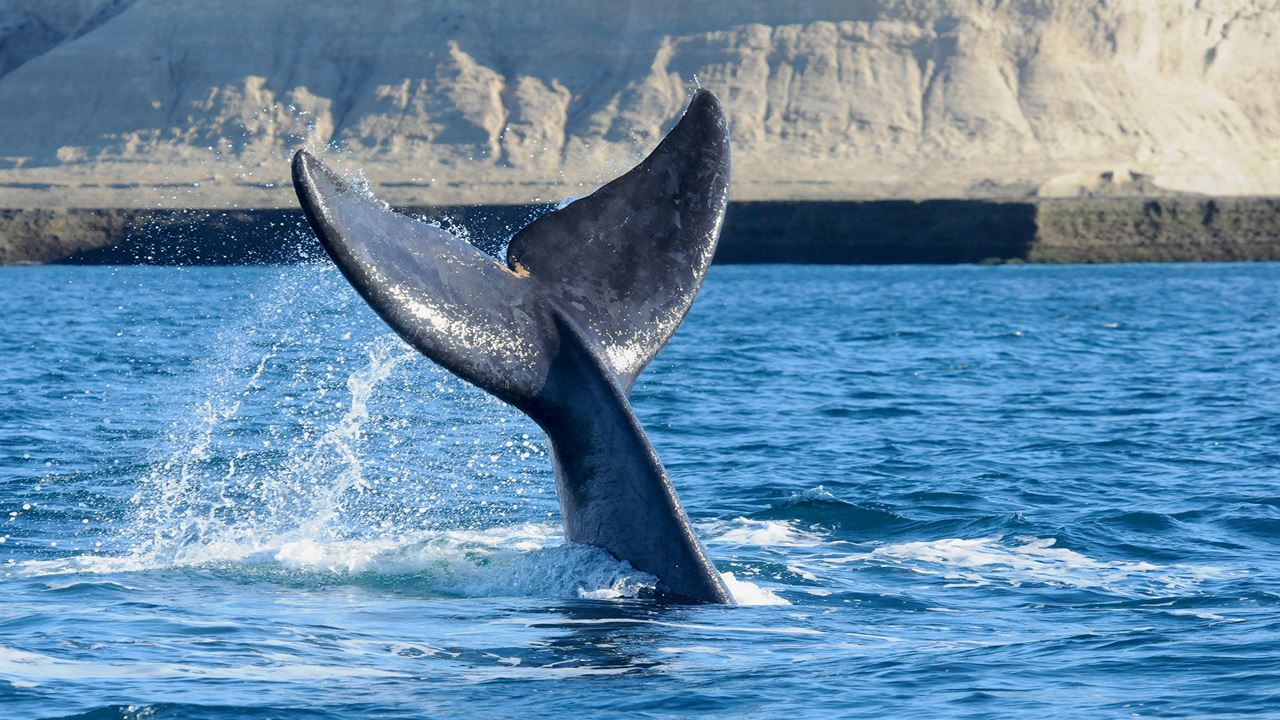 Tour D`observation Des Baleines foto 1