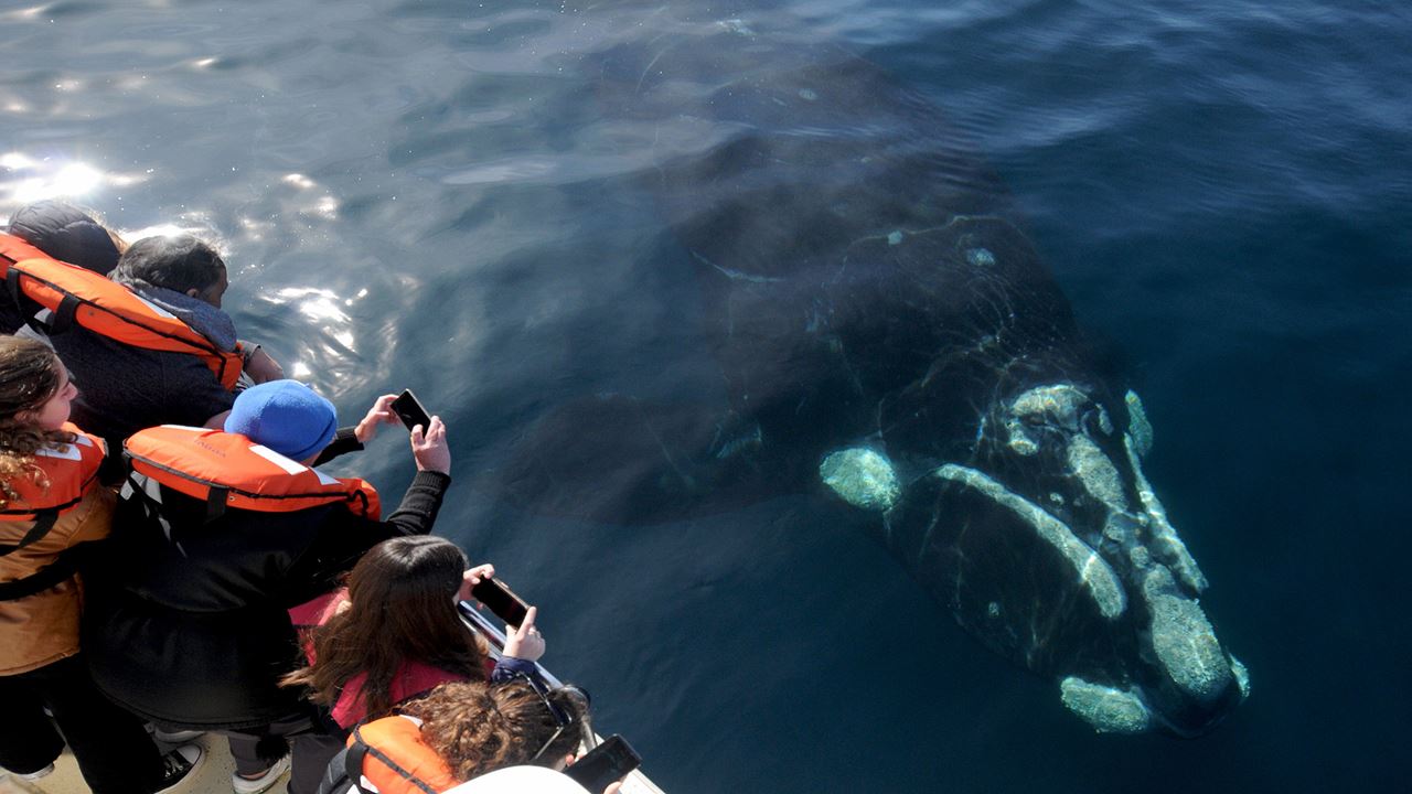 Tour D`observation Des Baleines foto 2