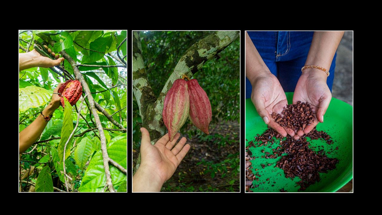 Tour De Cacao En La Sierra Nevada De Santa Marta foto 1
