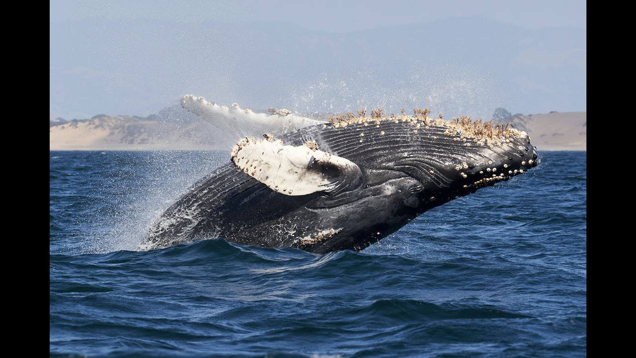 Avistamiento De Ballenas foto 5