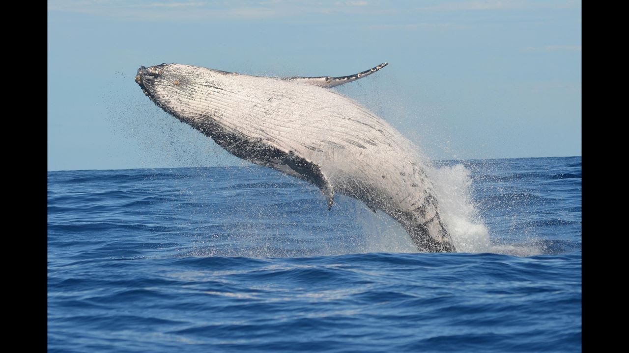 Avistamiento De Ballenas foto 1
