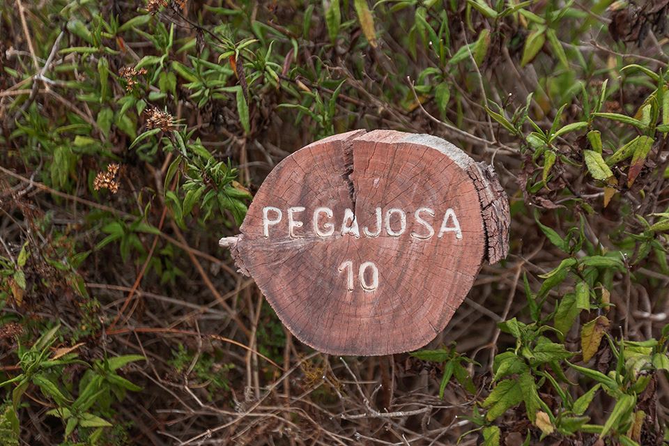 Trekking Fray Jorge National Park Natural And Cultural Wonder foto 9