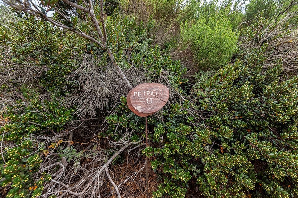 Trekking Fray Jorge National Park Natural And Cultural Wonder foto 12