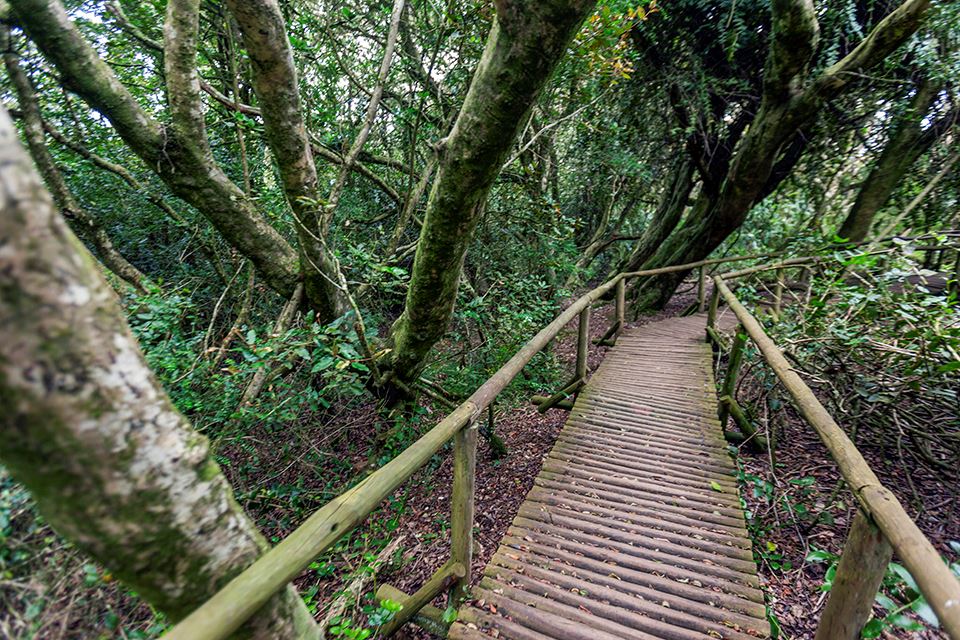 Trekking Fray Jorge National Park Natural And Cultural Wonder foto 17