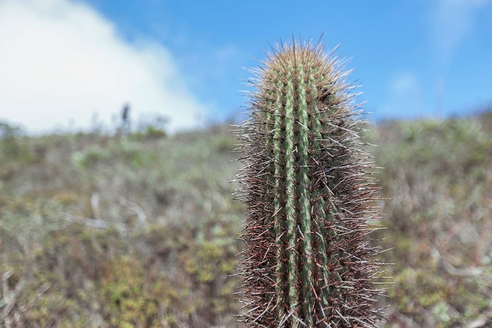 Trekking Fray Jorge National Park Natural And Cultural Wonder foto 8
