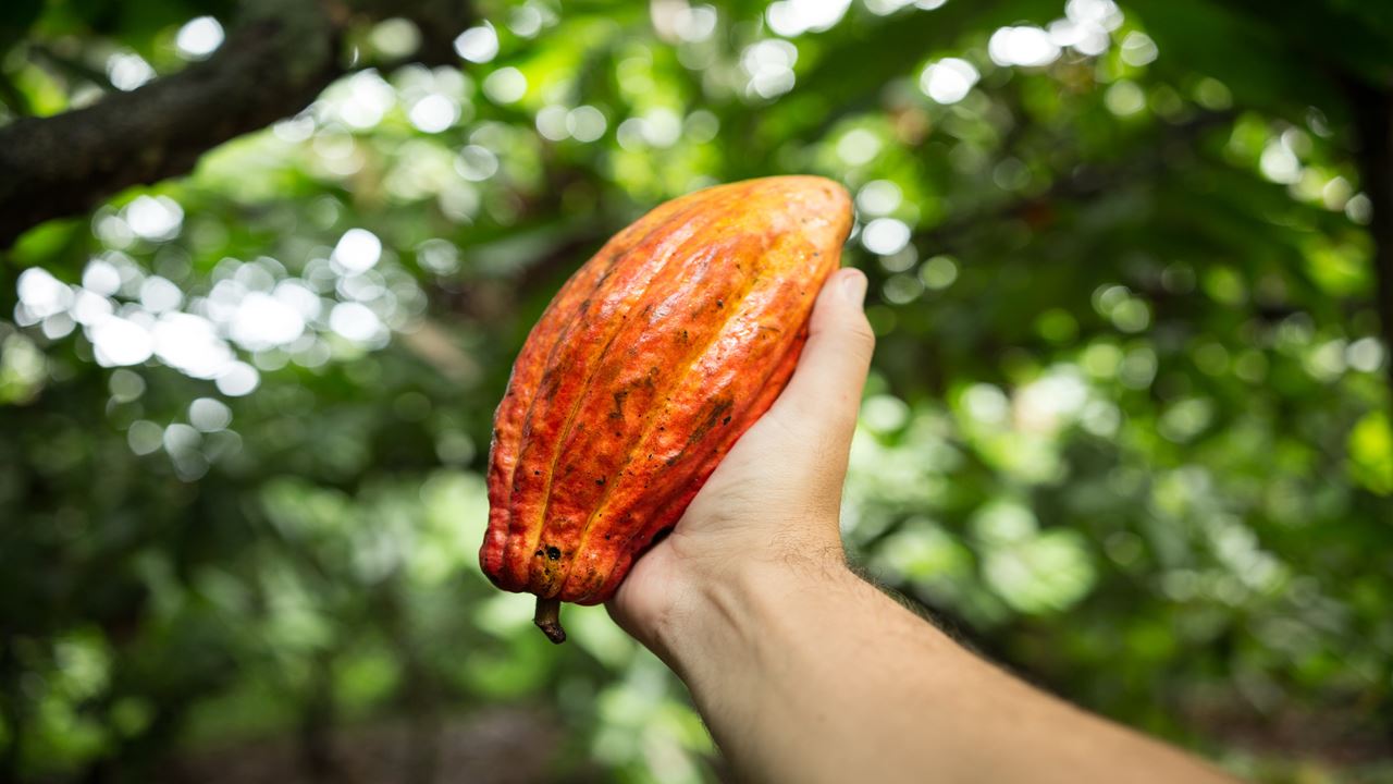 Excursion À La Ferme De Cacao Vila Rosa foto 6
