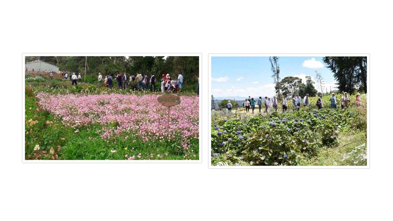Visite Des Silleteros À Santa Elena - Foire Aux Fleurs 2024 foto 4