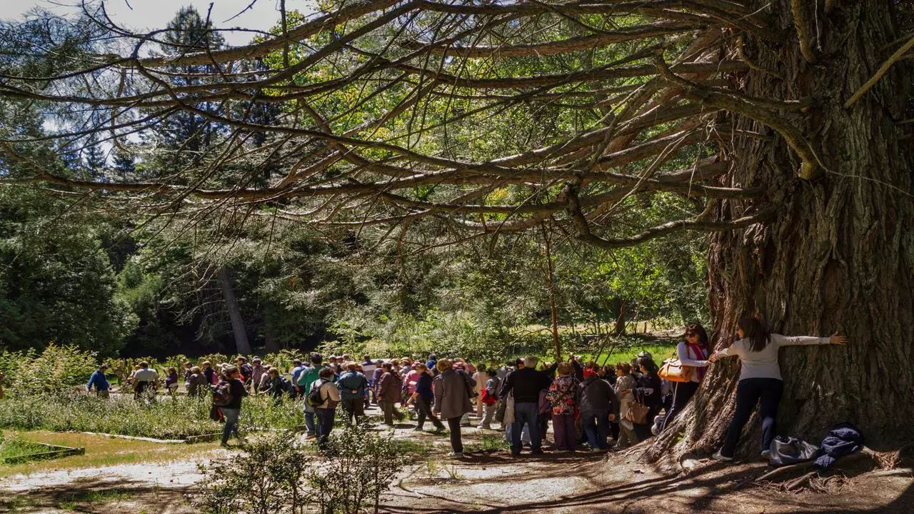 Oferta: Transfers Do Aeroporto, Circuito De Chico E Ilha Victoria E Floresta De Arrayanes foto 10