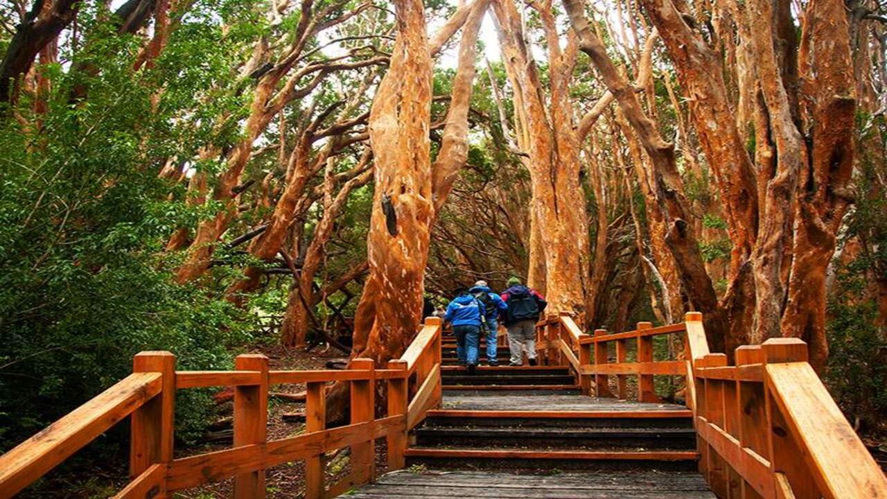 Oferta: Transfers Do Aeroporto, Circuito De Chico E Ilha Victoria E Floresta De Arrayanes foto 2